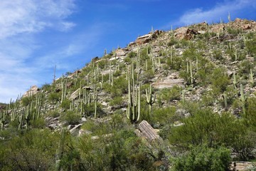 Obraz premium Rocky mountain landscape with many Saguaro cactus and cloudy blue sky overhead