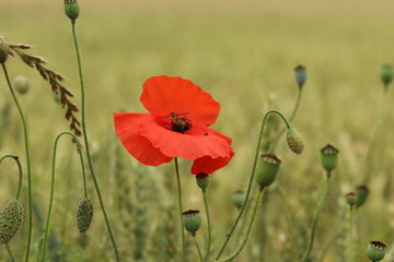 A bright red poppy against a dark Yorkshire background. 