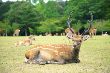 Naklejka na ściany i meble Portrait Male Deer Sitting with Group in Park Nara, Japan 