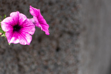 Bezaubernde Blütenpracht als Muttertagsgeschenk oder Aufmerksamkeit mit betörendem Duft für...
