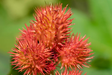 Ricinus communis,  the castor bean  or castor oil plant, close-up