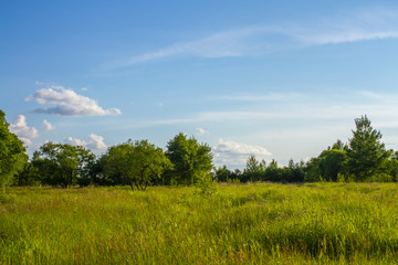 Obraz premium summer forest with trees