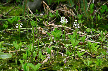 White flowers on a plant stem growing from mud.