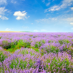 Blooming lavender in a field on a background of blue sky.