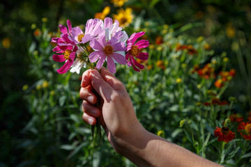 Fototapeta na wymiar The girl's hand holds a small bouquet of beautiful fresh wild flowers of white, pink and purple.