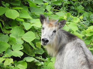 二ホンカモシカ © 晋 宮本