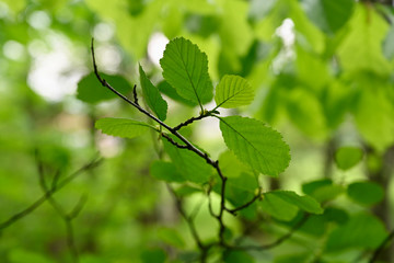 Fresh green alder leaves and part of twig.