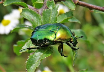 the Cetonia aurata bug 