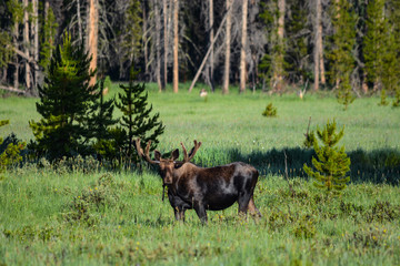 I See You Watching Me.....