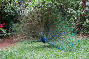 peacock in the park