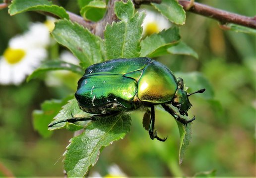 the Cetonia aurata bug 