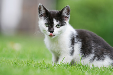 kitten sitting on meadow in the garden