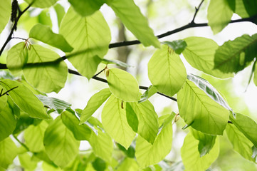 Lush green leaves of beech tree in forest.