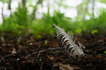 White old feathers stuck in the ground.