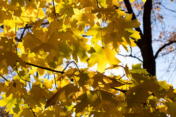 Bright autumn leaves