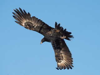Wedge tailed eagle in outback Queensland, Australia.