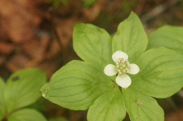 ゴゼンタチバナ