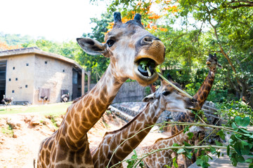 Cute Giraffe making sceptical faces while chewing food. The concept of animals in the zoo. Pattaya...