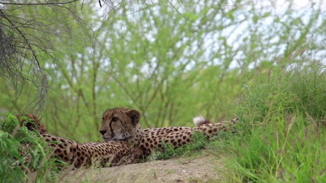 Cheetahs lying on the ground among trees.