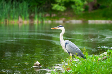 Grey heron (Ardea cinerea) hunting by the water