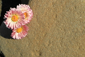 The image of flowers on the stone. Wild Asters.