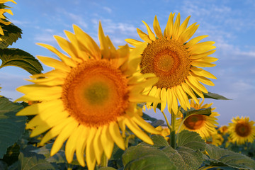 Sunflower flowers at sunrise. Beautiful yellow sunflower field.