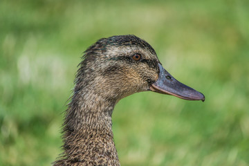 Close Up duck portrait. Headshot of a brown duck with the green grass blurred in the background. Head of a wild duck ( mallard duck ).