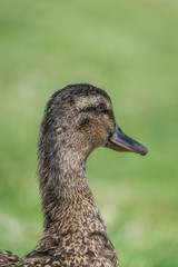 Close Up duck portrait. Headshot of a brown duck with the green grass blurred in the background. Head of a wild duck ( mallard duck ).