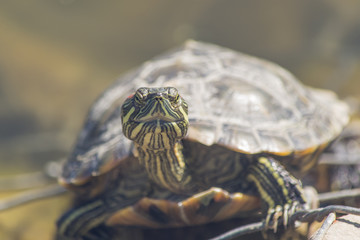 Red-eared Slider Turtle resting on a shore, basking in the sun. A portrait  red-eared Terrapin....
