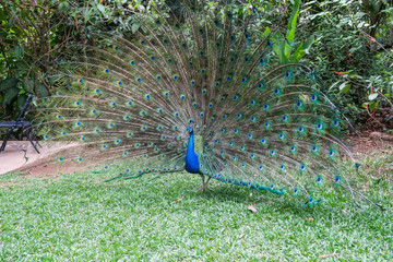 peacock with feathers out