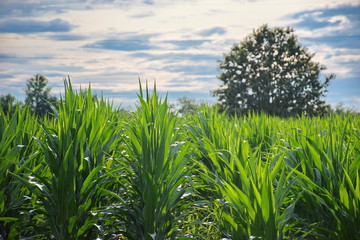 Corn field and sky with beautiful clouds