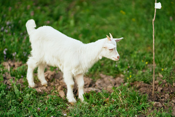 Fototapeta premium white goat on a meadow