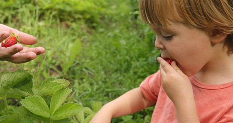 Side view of adorable blond boy in casual t-shirt enjoying fresh strawberry in green garden with parent
