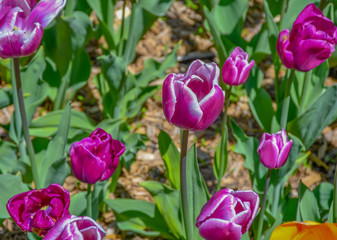 The Beauty Of Nature & It's Colors