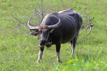 Water buffalo eating grass on meadow nature