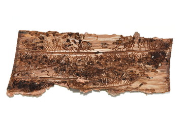 Tracks from european spruce bark beetle infestion on a piece of bark isolated on white background