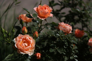 natura, flowers, red, rose, green, orchid