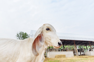 Fototapeta premium White cow in the farm, free range livestock in Thailand