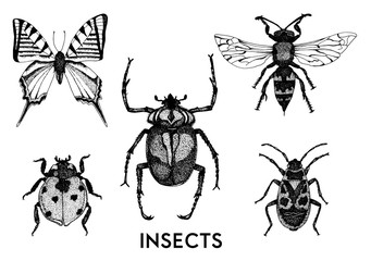 Collection of hand drawn insect illustrations.