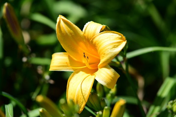 magnificent flowers in a park on a sunny day