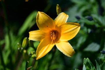 magnificent flowers in a park on a sunny day