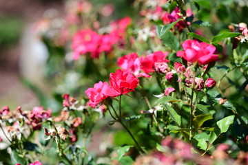 magnificent flowers in a park on a sunny day