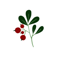 Hand drawn cranberry illustration. Vector illustration can be used for fabrics, wallpaper, web, invitation, card.