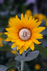 bitcoin in sunflower vertical