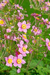 Blühende Herbstanemonen, Anemone hupehensis