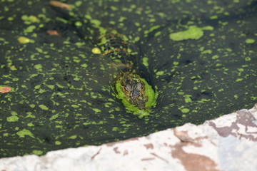 Impressions from a green park