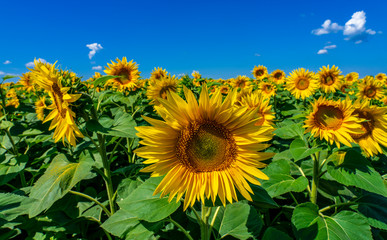 field of sunflower blooming bright yellow flowers against the blue sky