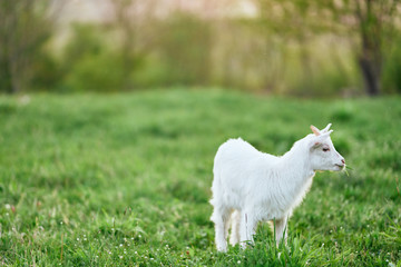 Obraz premium lamb on a meadow