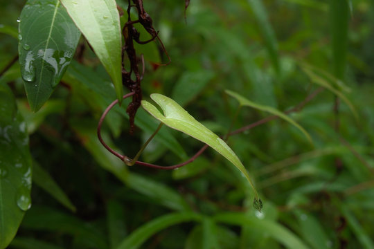 Amero Images Browse 42 Stock Photos, Vectors, and Video Adobe Stock