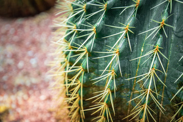 Mexico Golden Barrel close up images